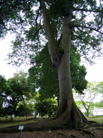 Large tree