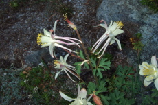 White Columbine grow at the edge of the talus field.
