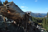 A dead tree high above Sky Meadow