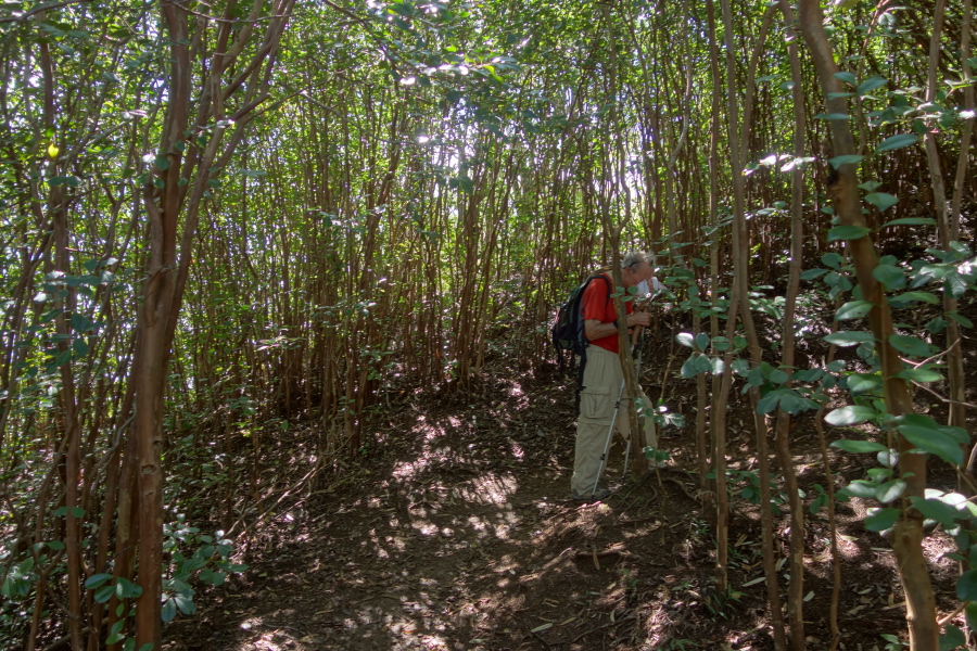 The trail winds its way through a young forest.