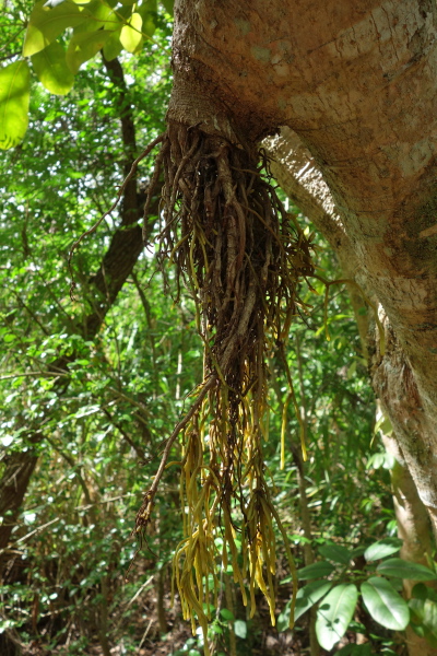 An orchid grows down from a cut stump of a branch on this tree.