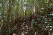 The trail winds its way through a young forest.