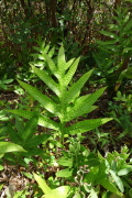 Phymatosorus grossus (musk fern)