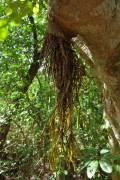 An orchid grows down from a cut stump of a branch on this tree.