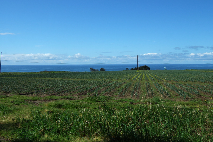 Artichoke fields on Bean Hollow Rd.