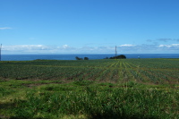 Artichoke fields on Bean Hollow Rd.