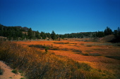 Passing alongside the meadow west of Sonora Pass.