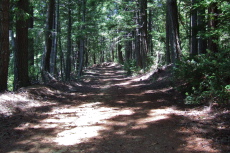 Passing through a young forest