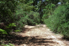 The road is overgrown in a few places.