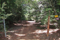 Entering Butano State Park