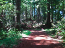 A couple of old trees (fir on the left, redwood on the right) on South Butano Road