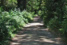 South Butano Road lush zone