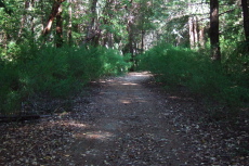 Scotch Broom encroaches on Old Haul Road.