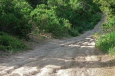 A bit of lumpy trail