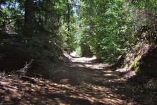 First steep downhill on South Butano Fire Road