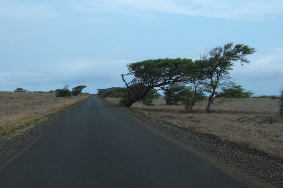 Trees grow with the prevailing wind on South Point.