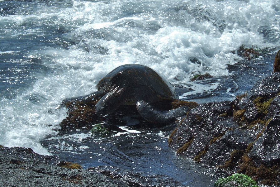Pacific leatherback turtle tries to rest in the surf.