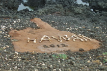 Graffitti on natural features are often assembled with natural elements.