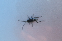 Hawaiian long-horned beetle