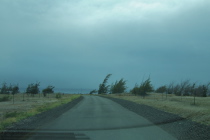 Trees bent from the wind near South Point