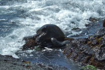 Pacific leatherback turtle tries to rest in the surf.