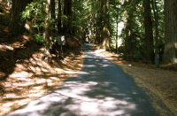 Bear Gulch Rd., looking uphill from the gate (1180ft)