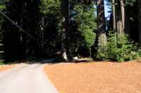 Star Hill Rd., upper part (1950ft)