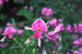Pink broom