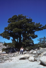 Laura rests beneath a cedar tree near Taft Point.