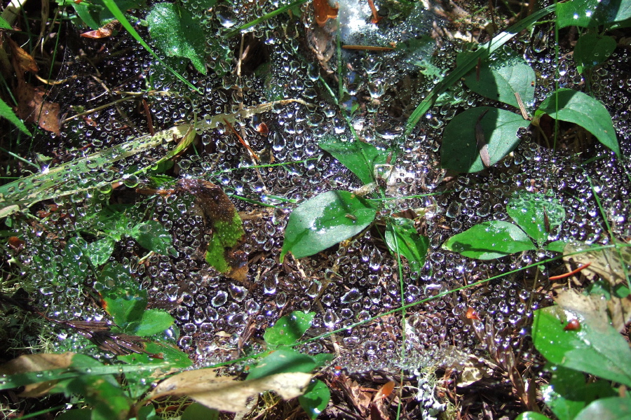 Water droplets on a cobweb