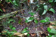 Water droplets on a cobweb