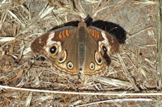 A spotted butterfly rests in the warm sun on the trail.