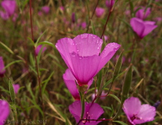 Frank's photo of Farewell to Spring