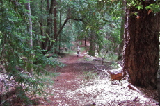 David presses ahead down the trail.