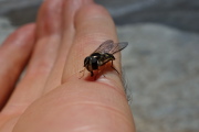 Yellow-striped fly licking sweat off my hand