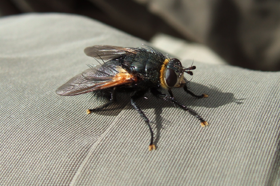 A carpenter bee rests on my pants.