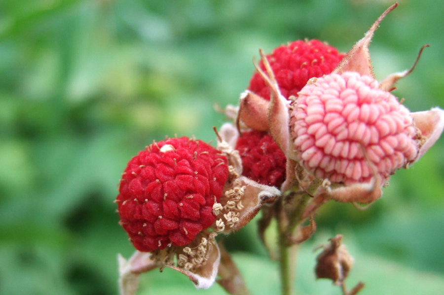 Wild raspberries on the River Run Trail