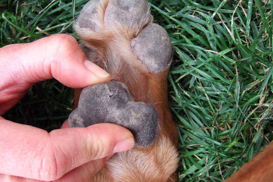 Examining Kumba's paw.