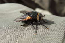A carpenter bee rests on my pants.