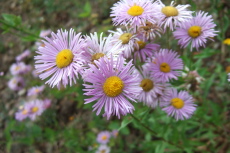 Fleabane still has some color.