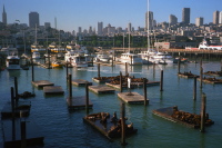 Sea Lions at Fisherman's Wharf