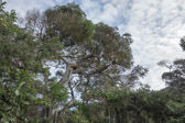 The milkwoods look a lot like oaks, especially their bark.  But, the leaves are smooth and round, not spiny like oak leaves.