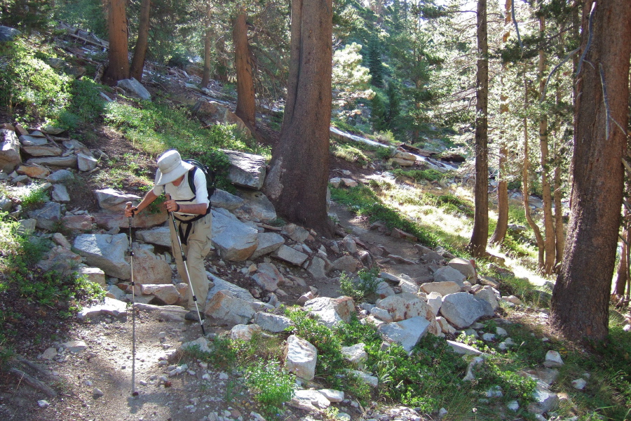 The River Trail climbs through more lodgepole pines.