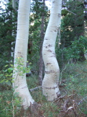 Bent aspen trunks