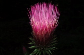 California Thistle grows abundantly along the River Trail.