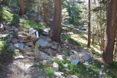 The River Trail climbs through more lodgepole pines.