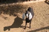 Goat at the campground 