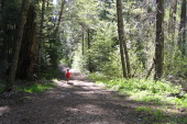 Ron on the lower part of Old Big Oak Flat Road (Tuolumne Grove Rd.)  (4519ft).
