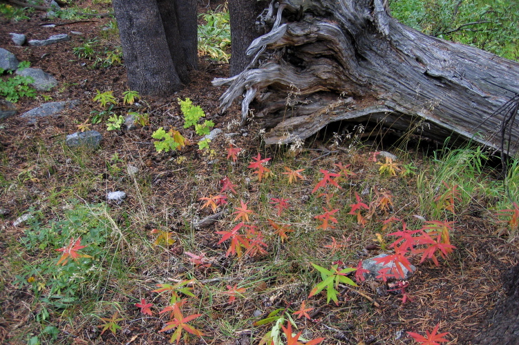 Colorful flora.