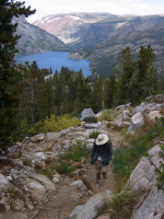 David climbing through the lupines on the Treasure Lake Trail.